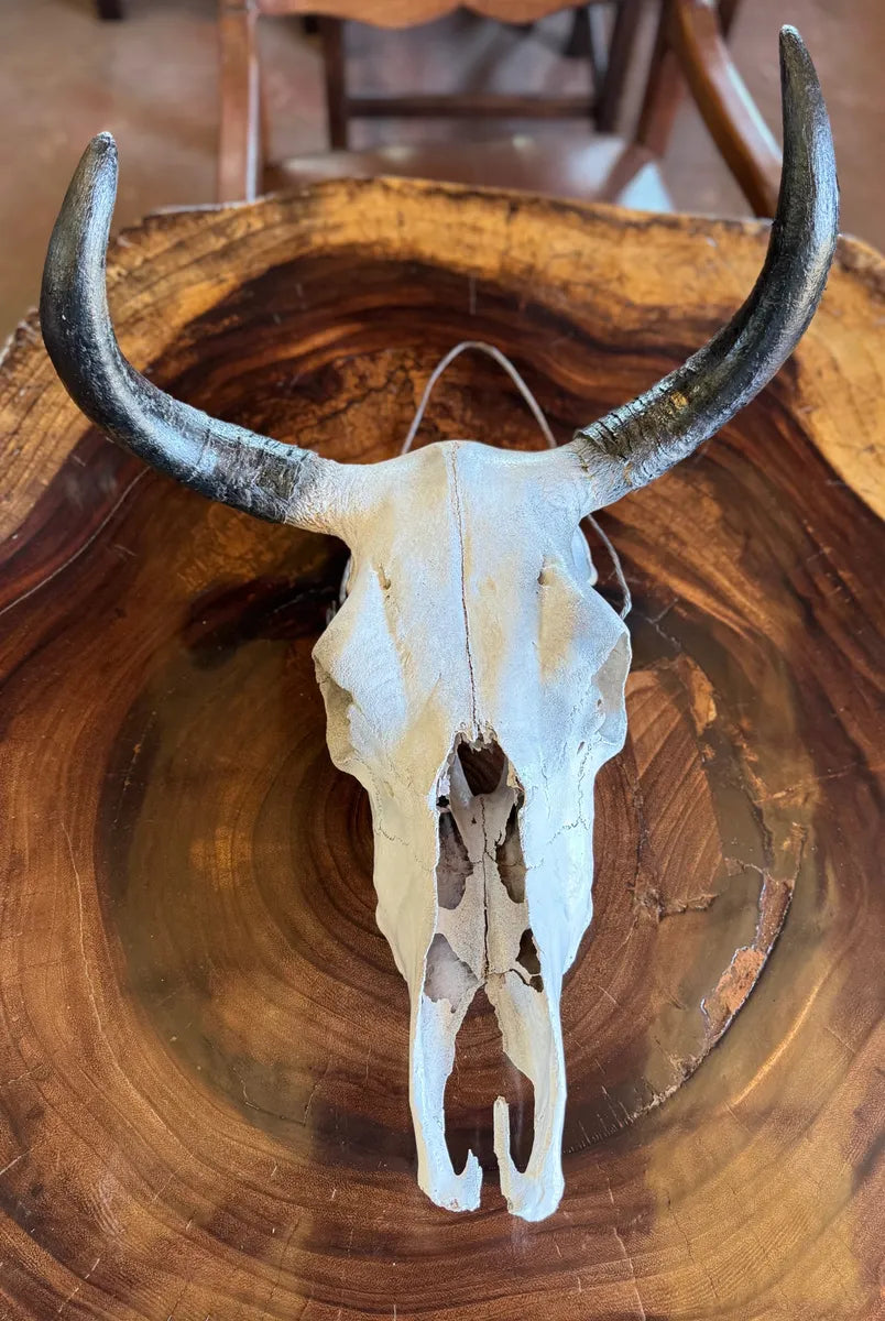 Cabeza Craneo Calavera De Toro Real V