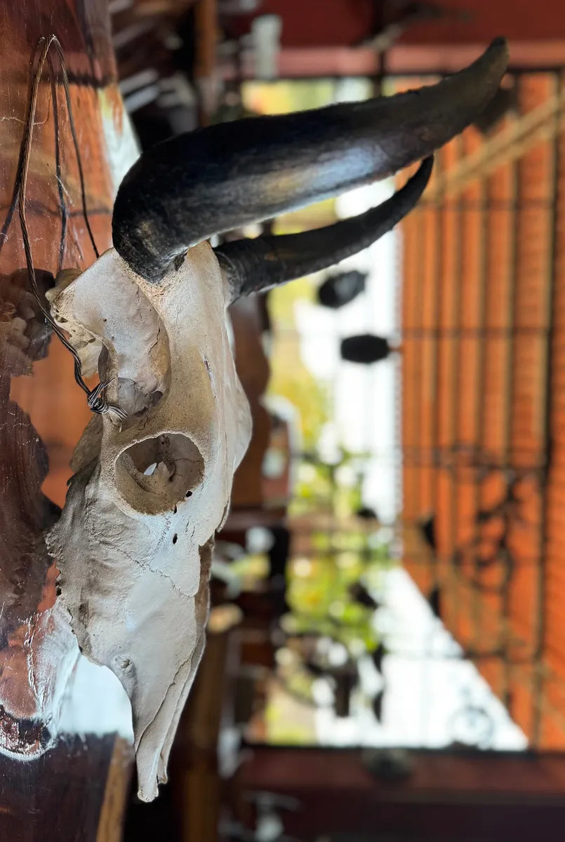 Cabeza Craneo Calavera De Toro Real V