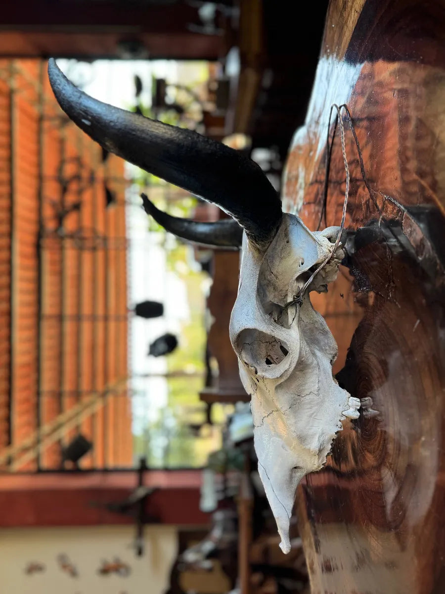Cabeza Craneo Calavera De Toro Real V