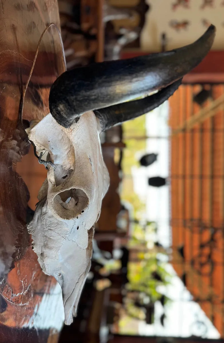 Cabeza Craneo Calavera De Toro Real V