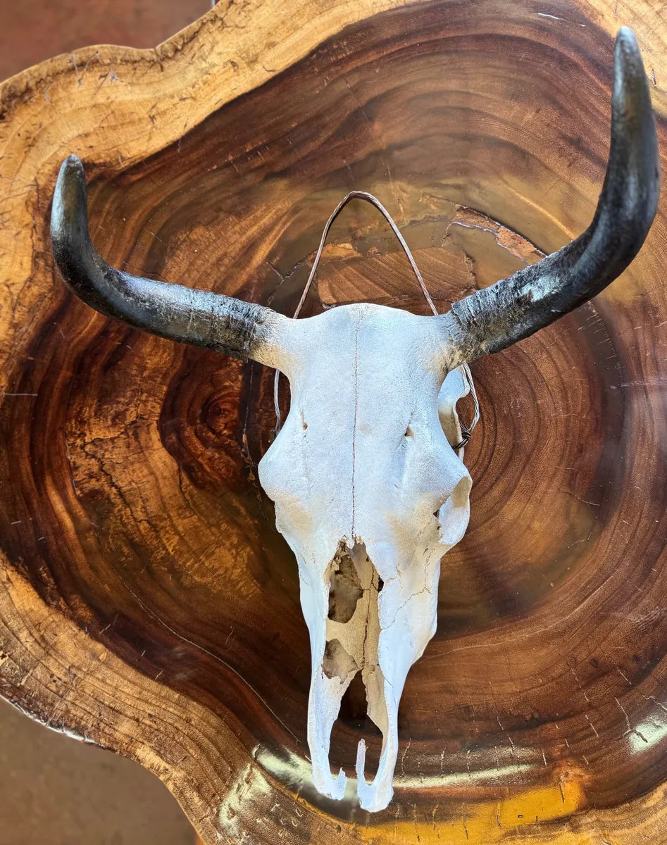 Cabeza Craneo Calavera De Toro Real V