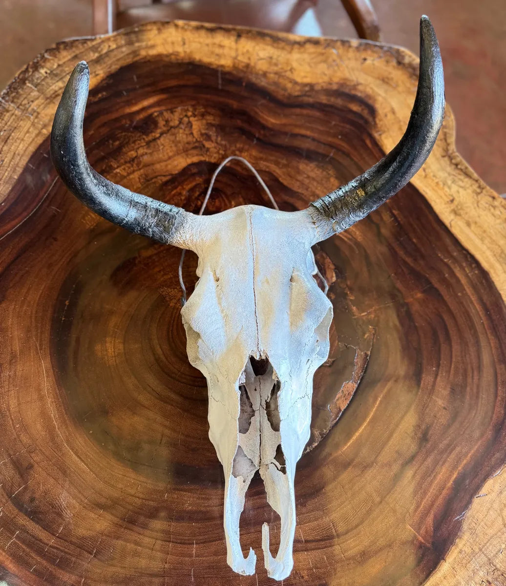 Cabeza Craneo Calavera De Toro Real V