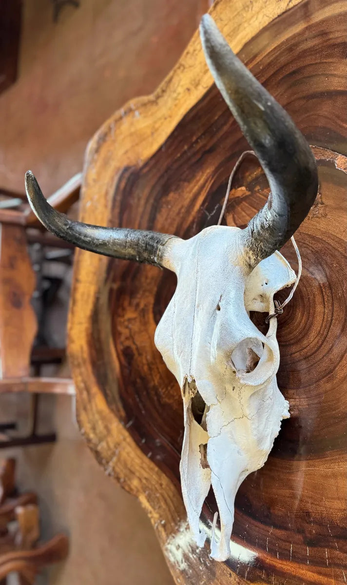 Cabeza Craneo Calavera De Toro Real V