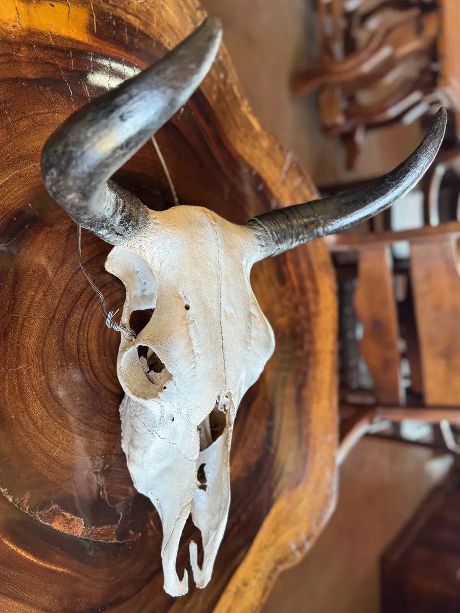 Cabeza Craneo Calavera De Toro Real V