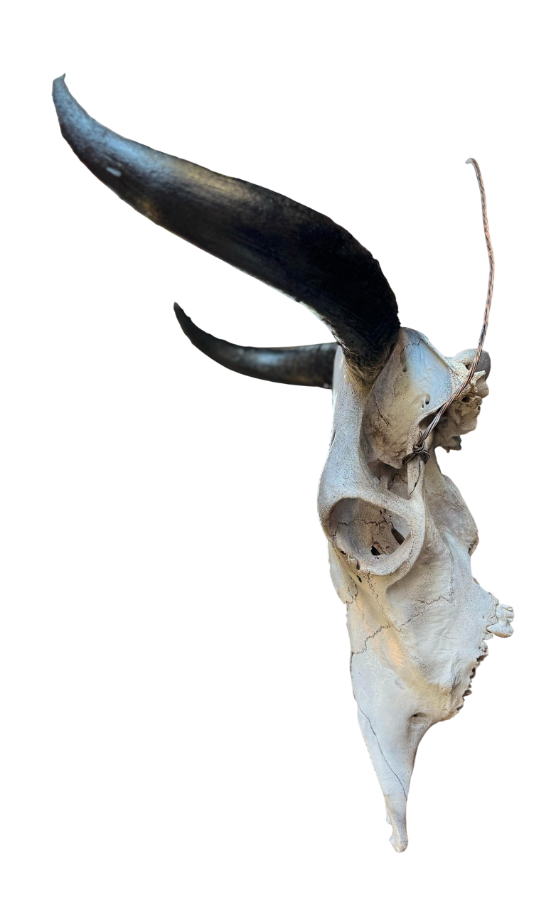 Cráneo Decorativo de Toro, Réplica de Calavera con Cuernos, Color Blanco Envejecido