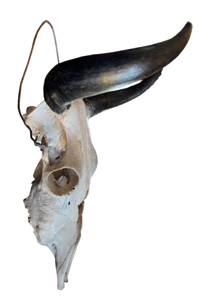 Cráneo Decorativo de Toro, Réplica de Calavera con Cuernos, Color Blanco Envejecido