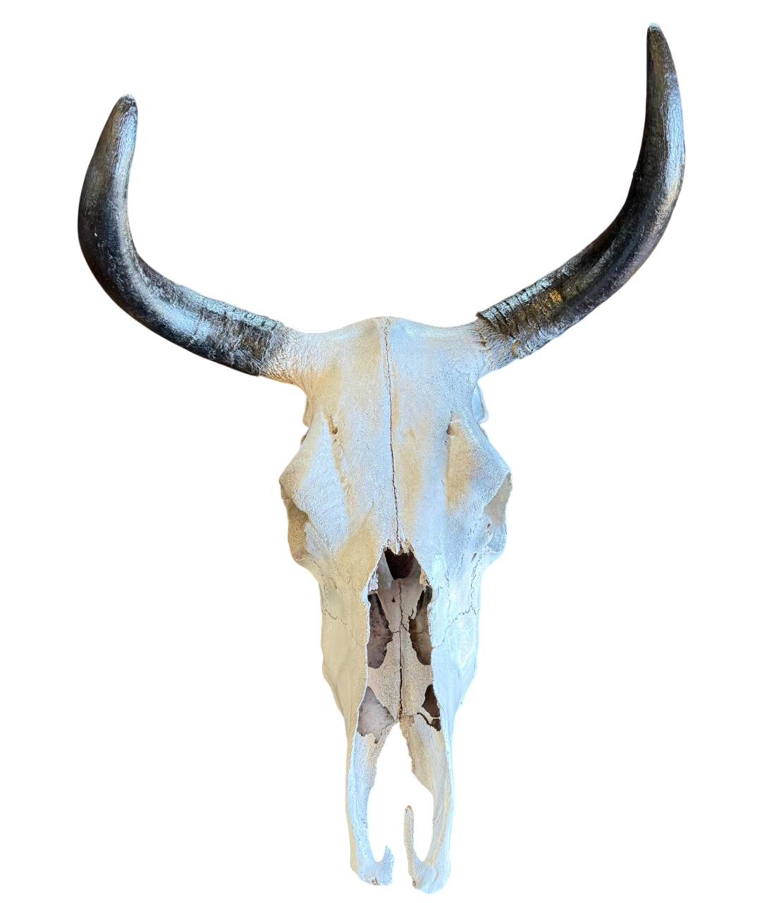 Cráneo Decorativo de Toro, Réplica de Calavera con Cuernos, Color Blanco Envejecido