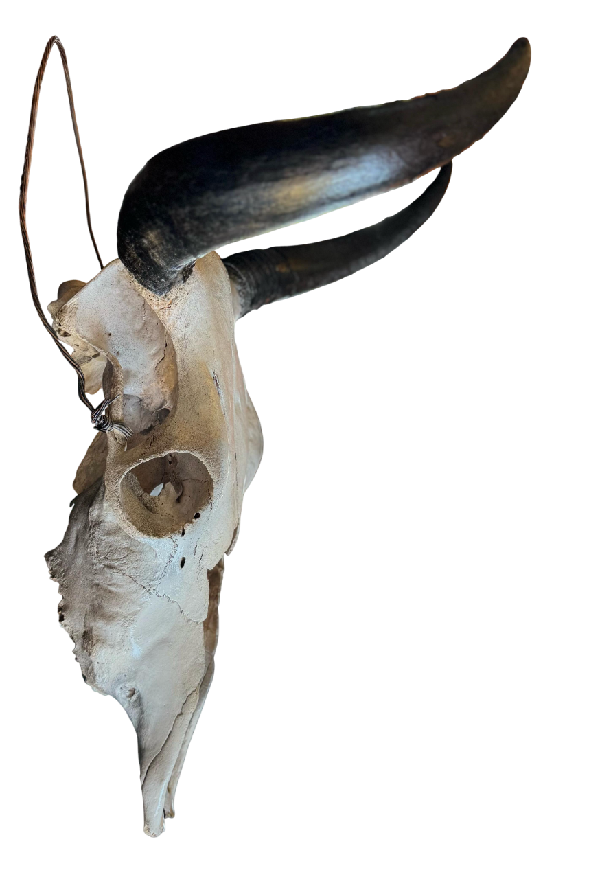 Cráneo Decorativo de Toro, Réplica de Calavera con Cuernos, Color Blanco Envejecido