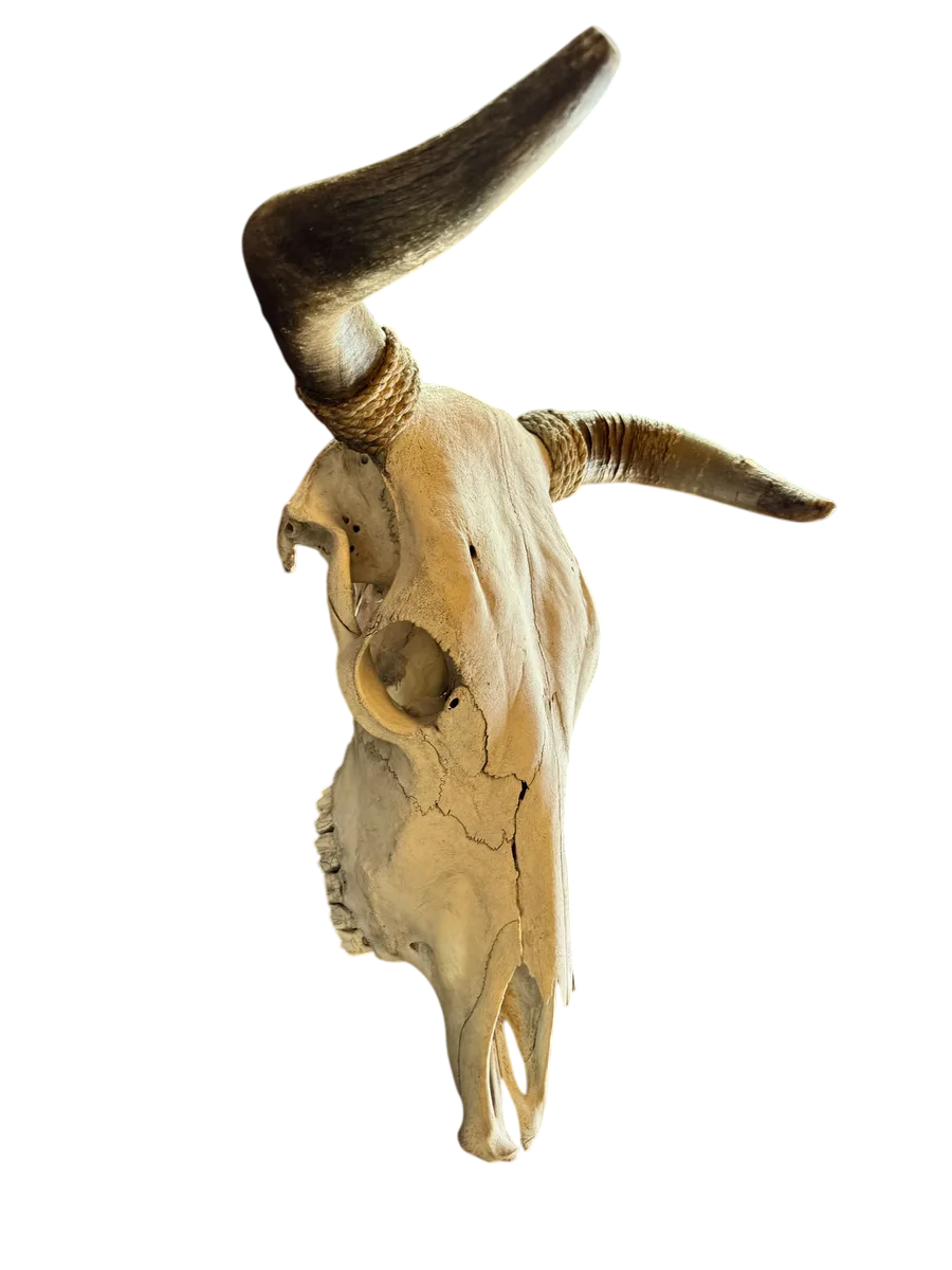 Cabeza Craneo Calavera De Toro Real Beige