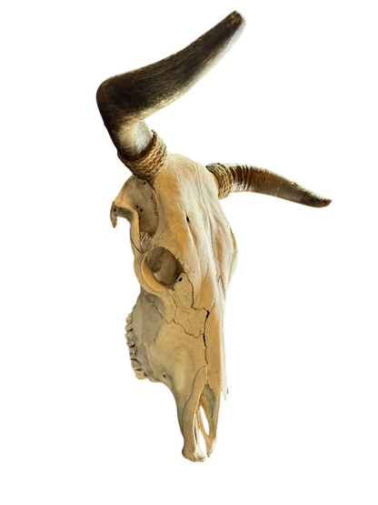 Cabeza Craneo Calavera De Toro Real Beige