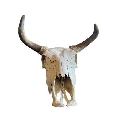 Cabeza Craneo Calavera De Toro Real Beige