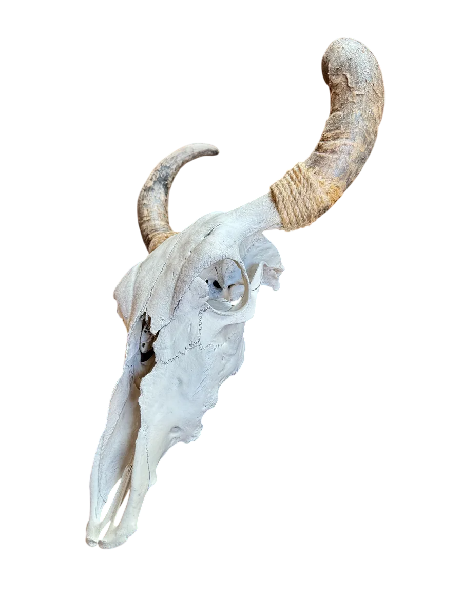 Cabeza Craneo Calavera De Toro Real V Blanco