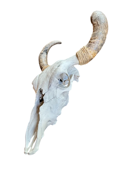 Cabeza Craneo Calavera De Toro Real V Blanco