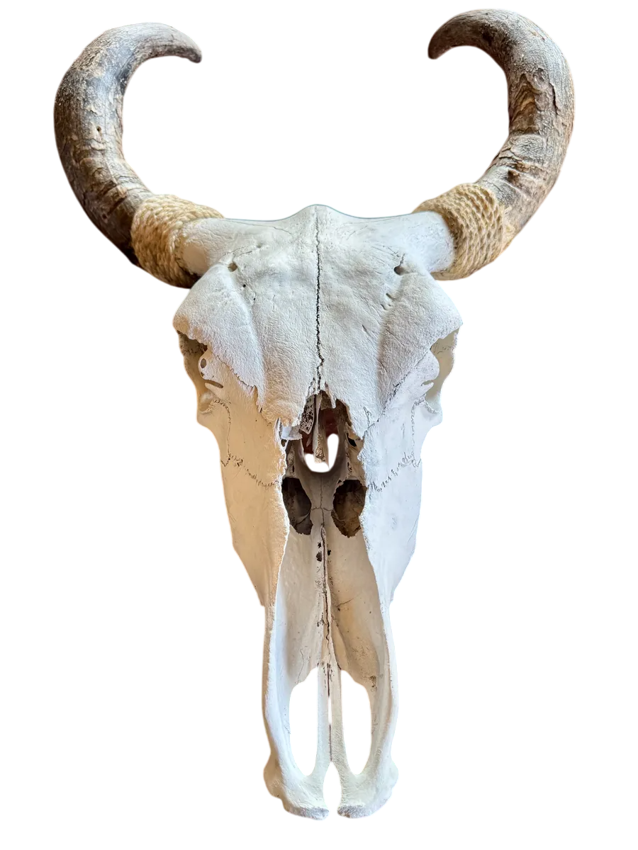 Cabeza Craneo Calavera De Toro Real V Blanco