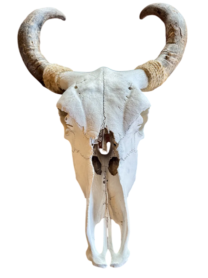 Cabeza Craneo Calavera De Toro Real V Blanco