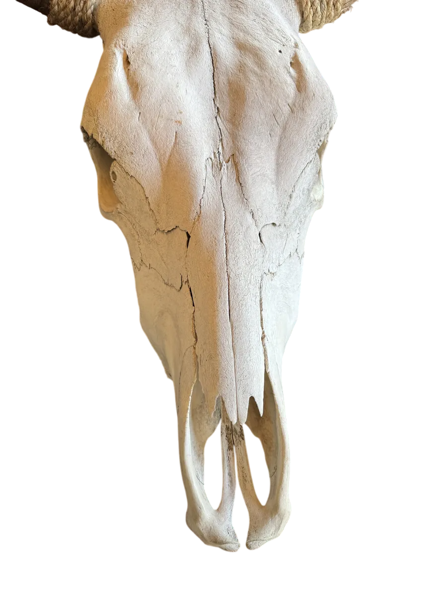 Cabeza Craneo Calavera De Toro Real Beige