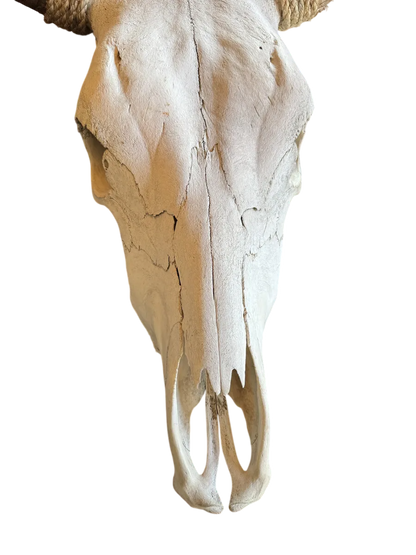Cabeza Craneo Calavera De Toro Real Beige