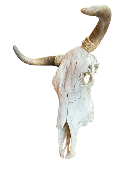 Cabeza Craneo Calavera De Toro Real Beige