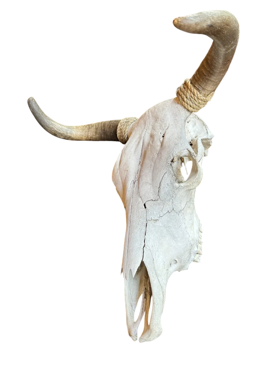 Cabeza Craneo Calavera De Toro Real Beige