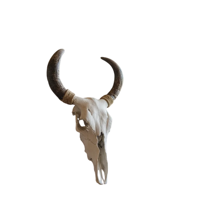 Cabeza Craneo Calavera De Toro Real V Blanco