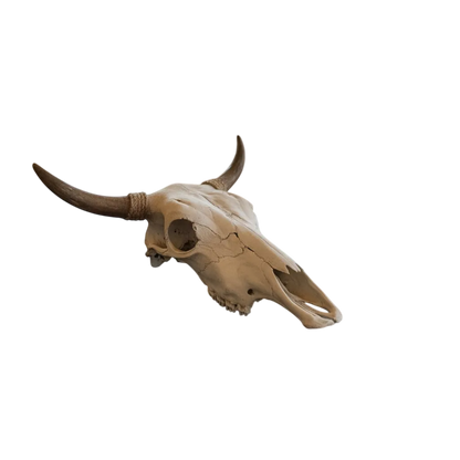 Cabeza Craneo Calavera De Toro Real Beige