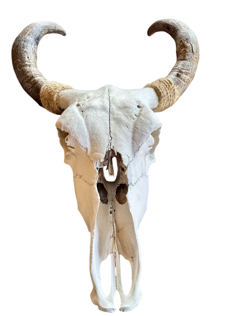 Cabeza Craneo Calavera De Toro Real V Blanco