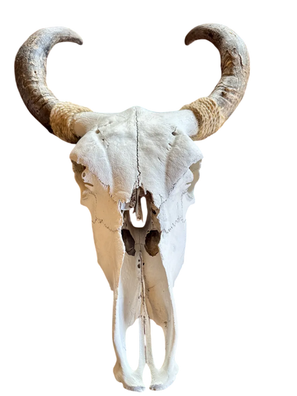 Cabeza Craneo Calavera De Toro Real V Blanco